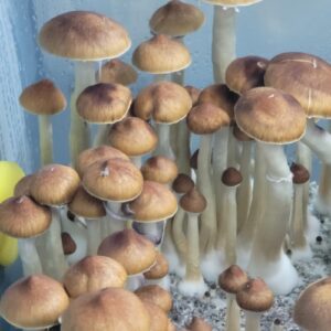Jedi Mind Fuck spores cubensis