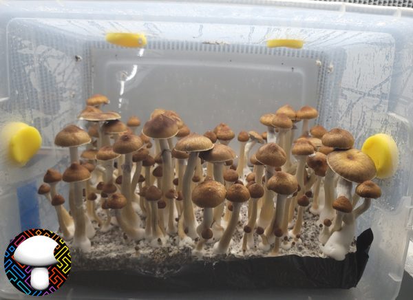 Jedi Mind fuck psilocybe cubensis spore