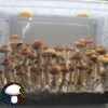 Jedi Mind fuck psilocybe cubensis spore