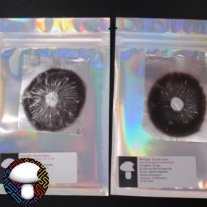 Pakalensis Spore Print Mushroom Spore