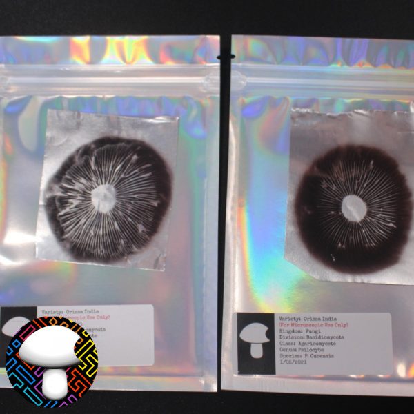 Pakalensis Spore Print Mushroom Spore