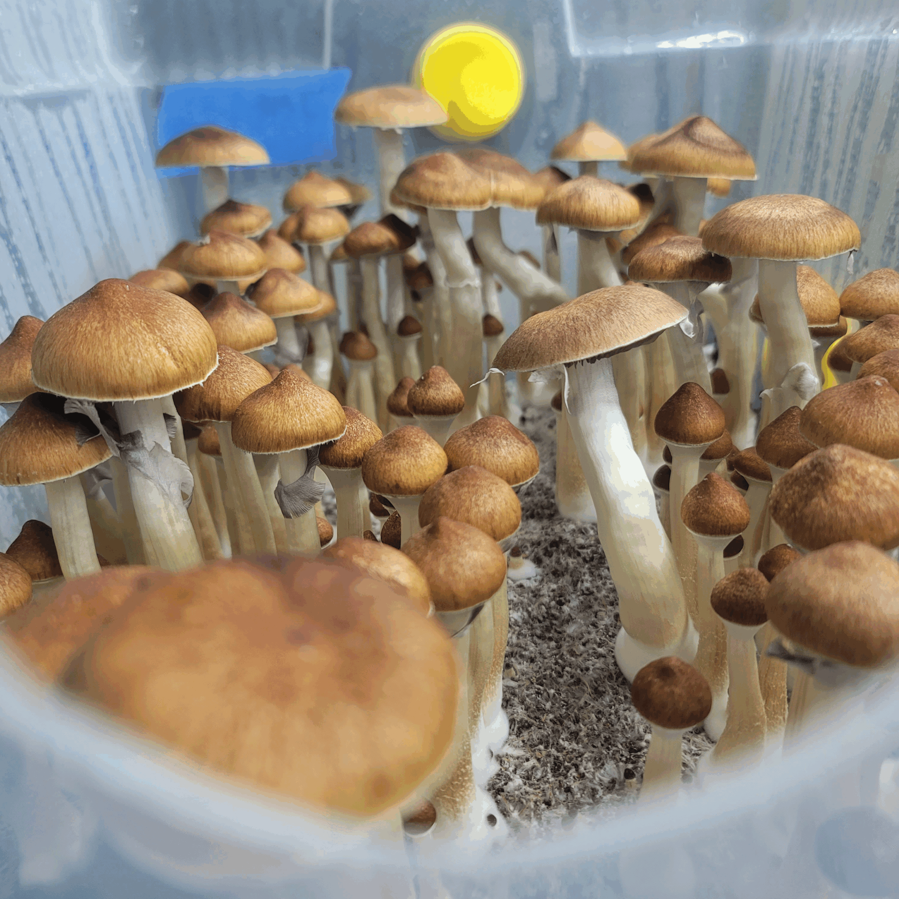 Jedi Mind Fuck Cubensis