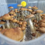 Jedi Mind Fuck Cubensis