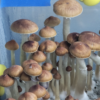 Jedi Mind Fuck Cubensis 2