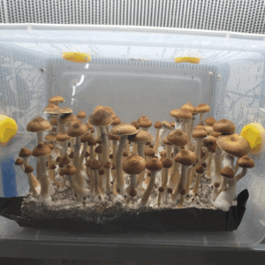 Jedi Mind Fuck Cubensis 3