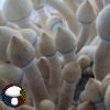 Leucistic Golden Teacher - Spore Swab - Image 4