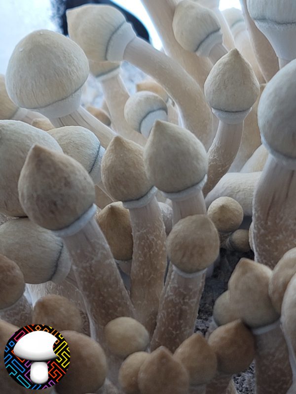 Leucistic Golden Teacher - Spore Swab - Image 4