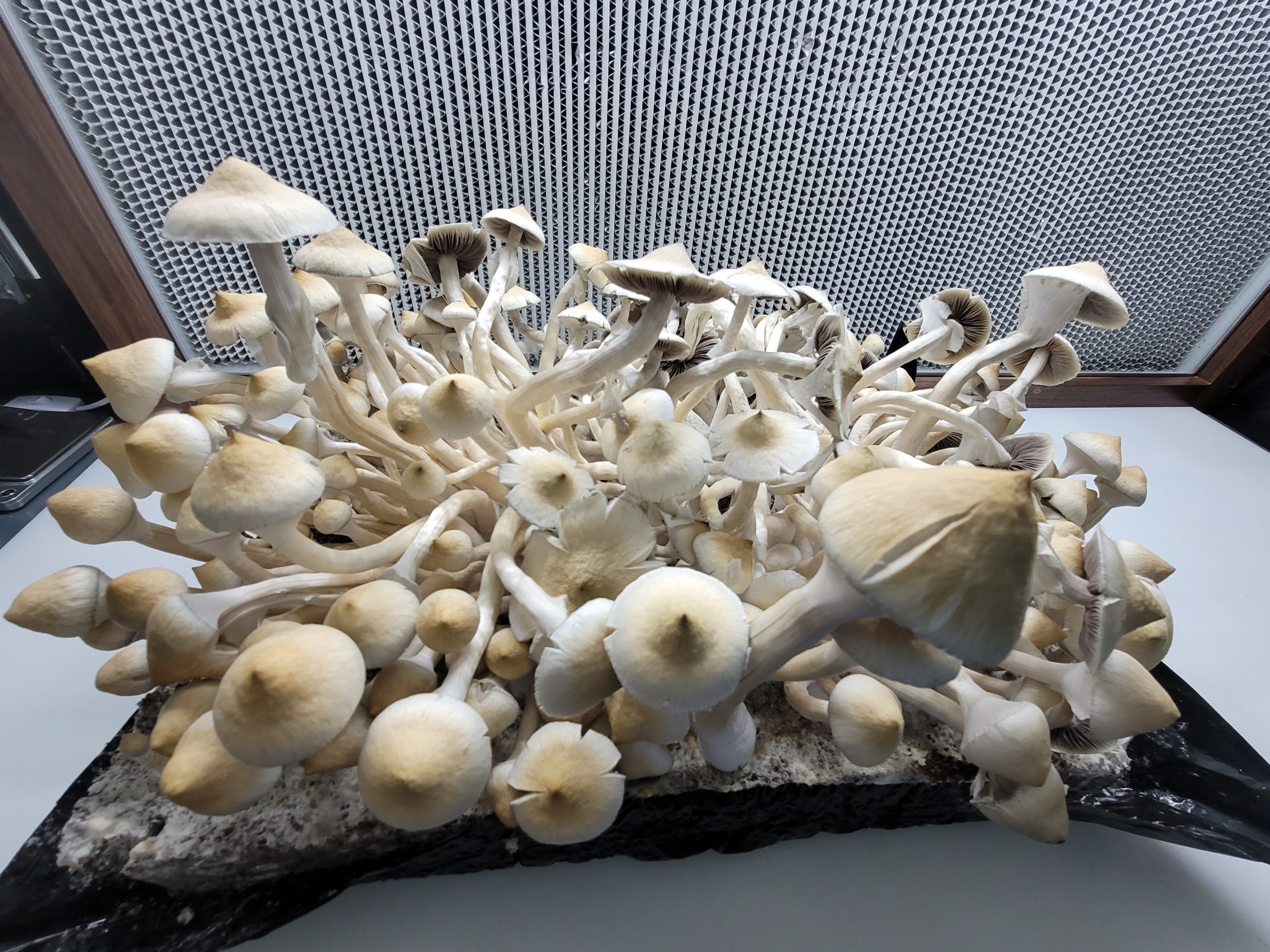 LEUCISTIC GOLDEN TEACHER