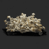 Leucistic Golden Teacher mushroom spore swab
