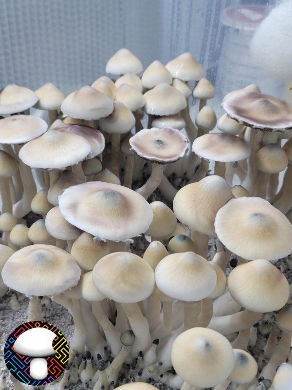 Leucistic A+ Mushroom Spores