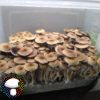 Blue Meanie Spore Print - Image 2
