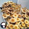 Orissa India mushroom spore