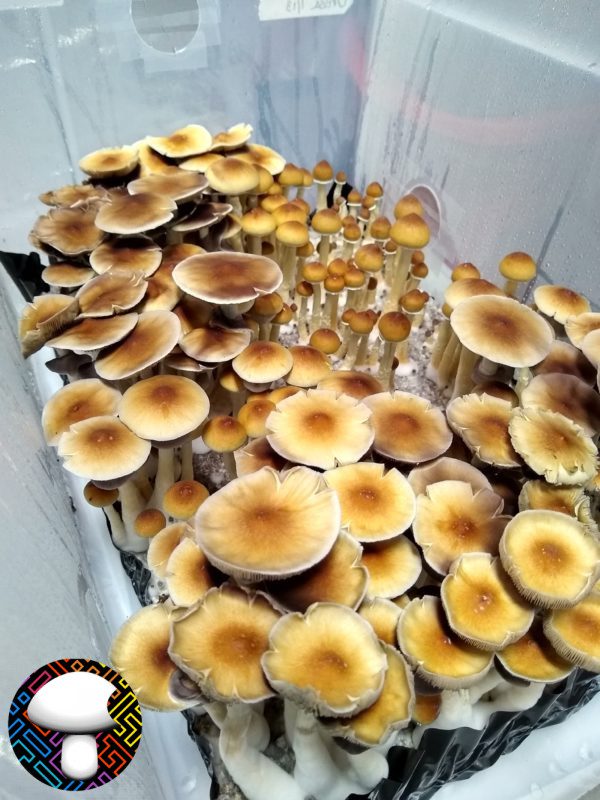Orissa India mushroom spore