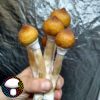 Orissa India mushroom spore