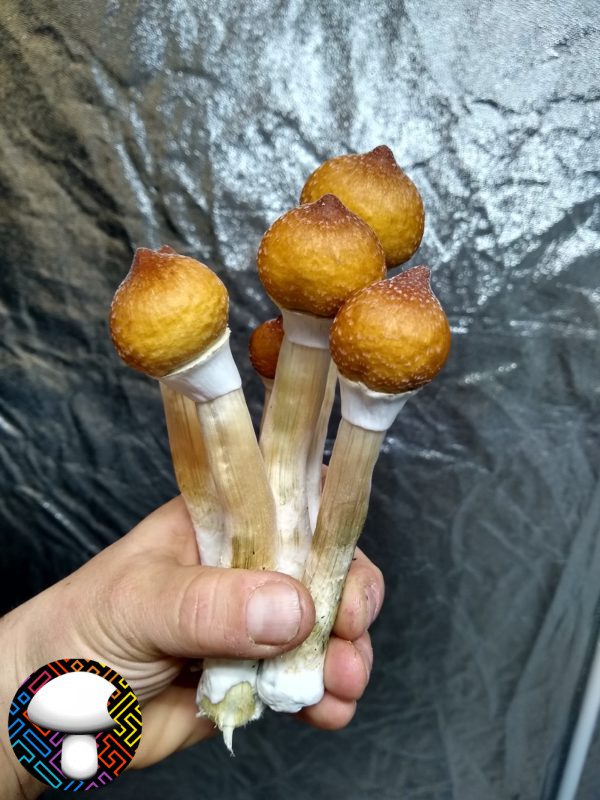 Orissa India mushroom spore
