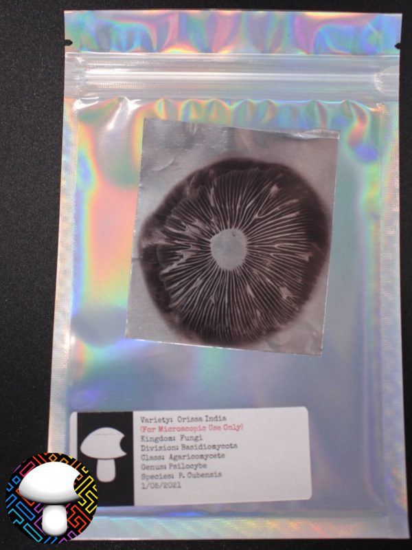 Orissa India Spore Print - Image 4