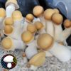 Penis Envy 21 - Spore Swab - Image 2