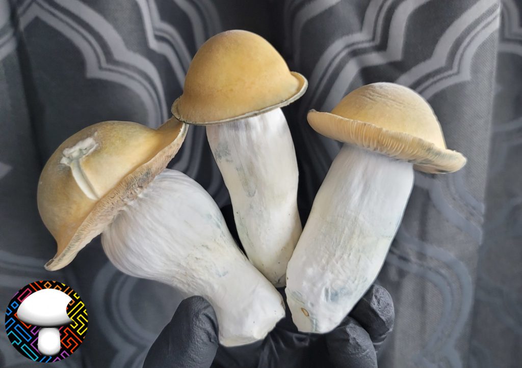 Albino Cubensis