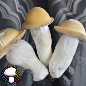 penis envy 21