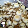 Rusty white mushroom spore