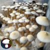 White Golden Teacher Spore Print