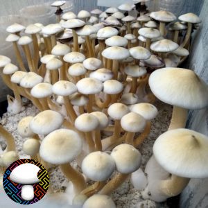 White Golden Teacher Spore Print