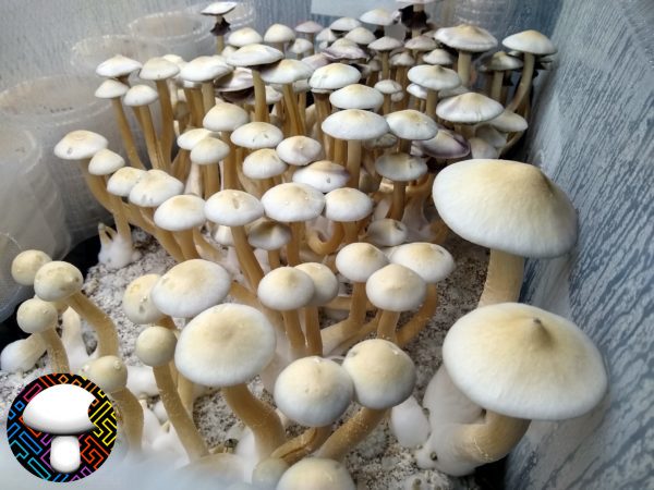 White Golden Teacher Spore Print