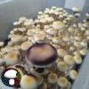White Golden Teacher Spore Print