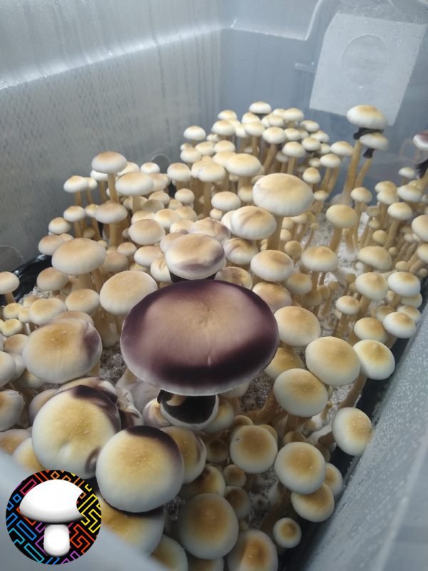 White Golden Teacher Spore Print
