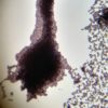 Golden Teacher Spores