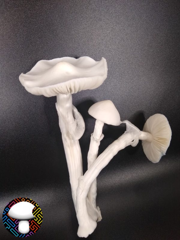 Albino Avery - Spore Swab - Image 3