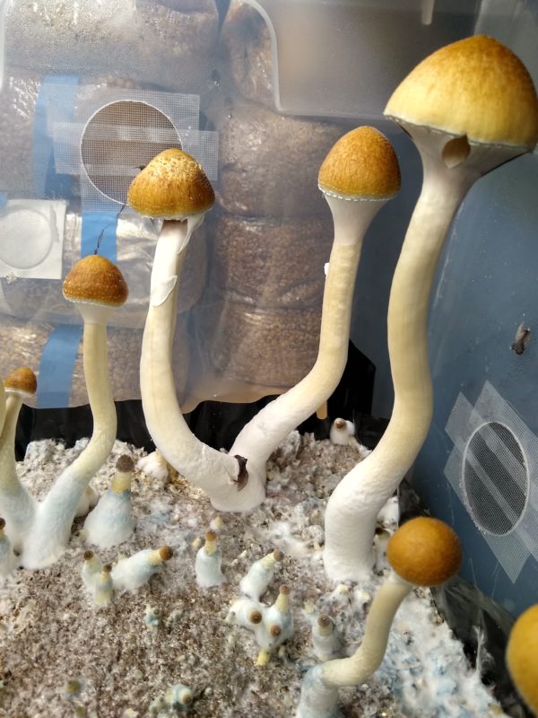Pakelensis Mushroom Spore Print
