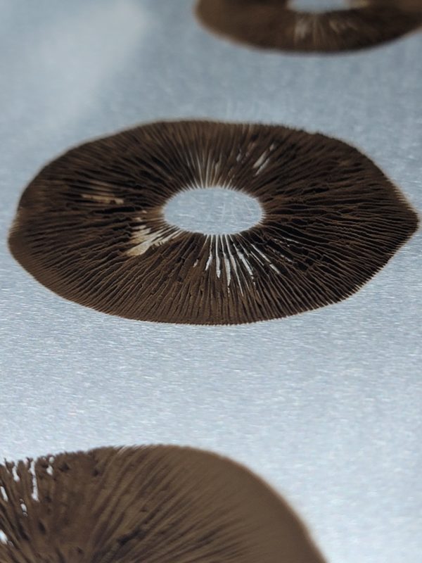 Golden Teacher Spore Print - Image 2
