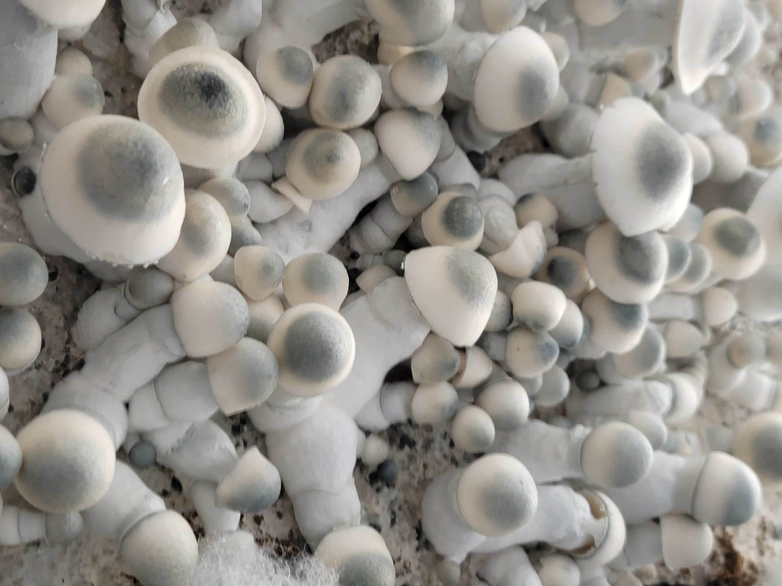 Albino Cubensis