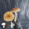 Cambodian Spore Print - Image 2