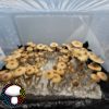 Cambodian Spore Print - Image 4