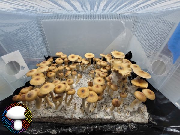 Cambodian Spore Print - Image 4