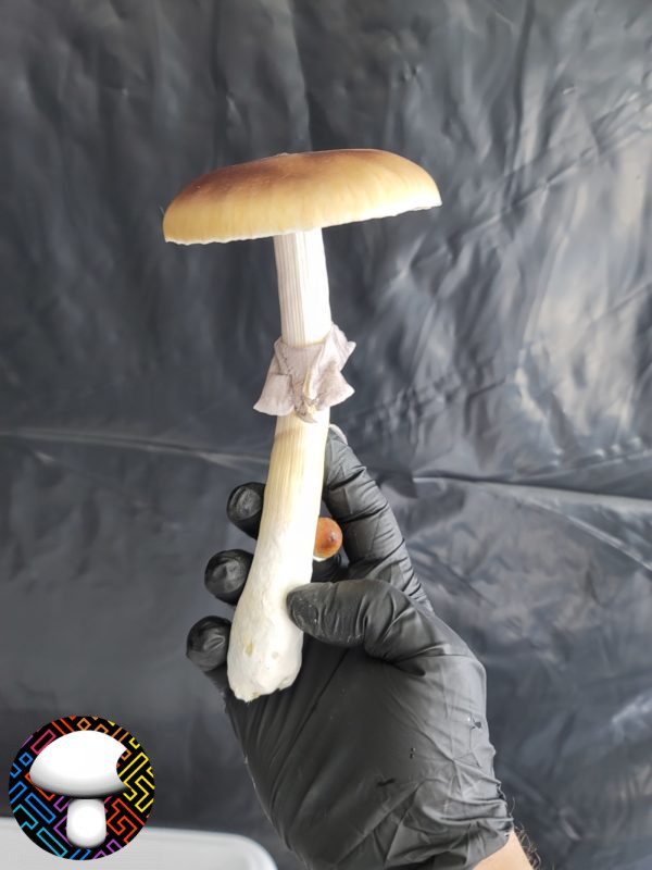 Cambodian Spore Print - Image 3