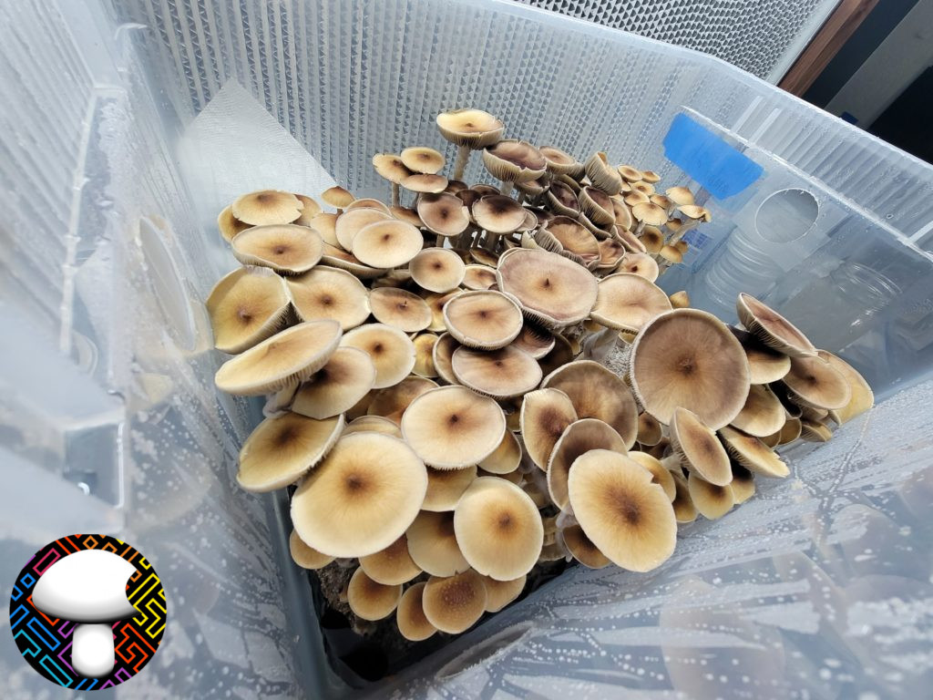CAMBO4 Cambodian Cubensis