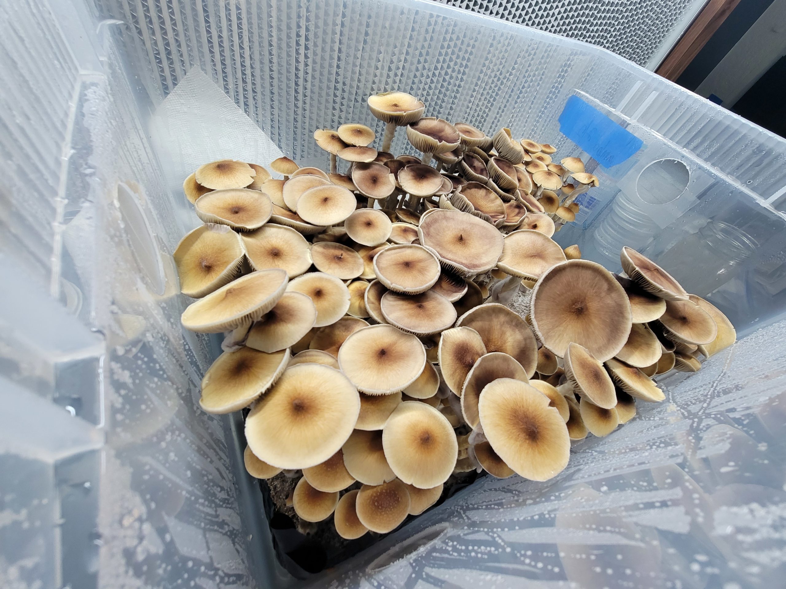 Cambodian Cubensis