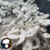 True Albino Teacher - TAT SWB - Image 2