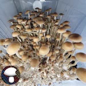 Tosohatchee Spore Print - Rare Florida Cubensis Landrace Spores.