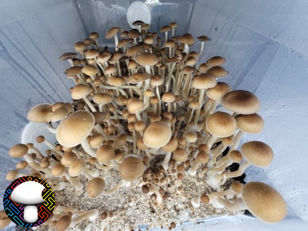Tosohatchee Spore Print - Rare Florida Cubensis Landrace Spores.