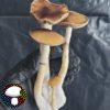 Tosohatchee Spore Print - Rare Florida Cubensis Landrace Spores.