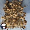 Tosohatchee Spore Print - Rare Florida Cubensis Landrace Spores.