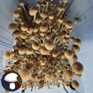 Tosohatchee Spore Print - Rare Florida Cubensis Landrace Spores.