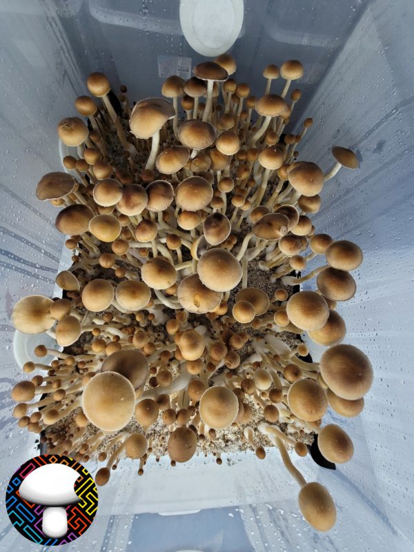 Tosohatchee Spore Print - Rare Florida Cubensis Landrace Spores.