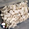 Albino Avery - Spore Swab - Image 4
