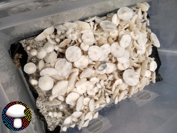 Albino Avery - Spore Swab - Image 4