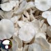 Albino Avery - Spore Swab - Image 2
